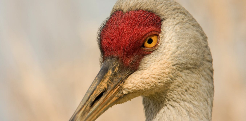 crane  -لک لک